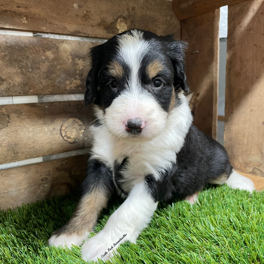 Ulla (Female, F1 Mini Bernedoodle) - FOUND A NEW HOME