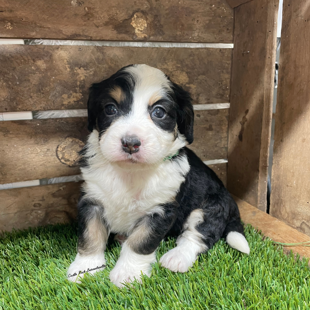 Vinca (Female, F1 Tiny Bernedoodle) - FOUND A NEW HOME