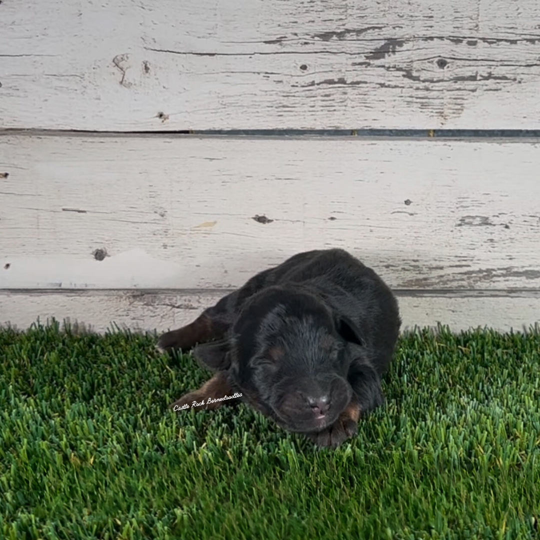 Gunner (Male, F1 Maxi Bernedoodle) - FOUND A NEW HOME