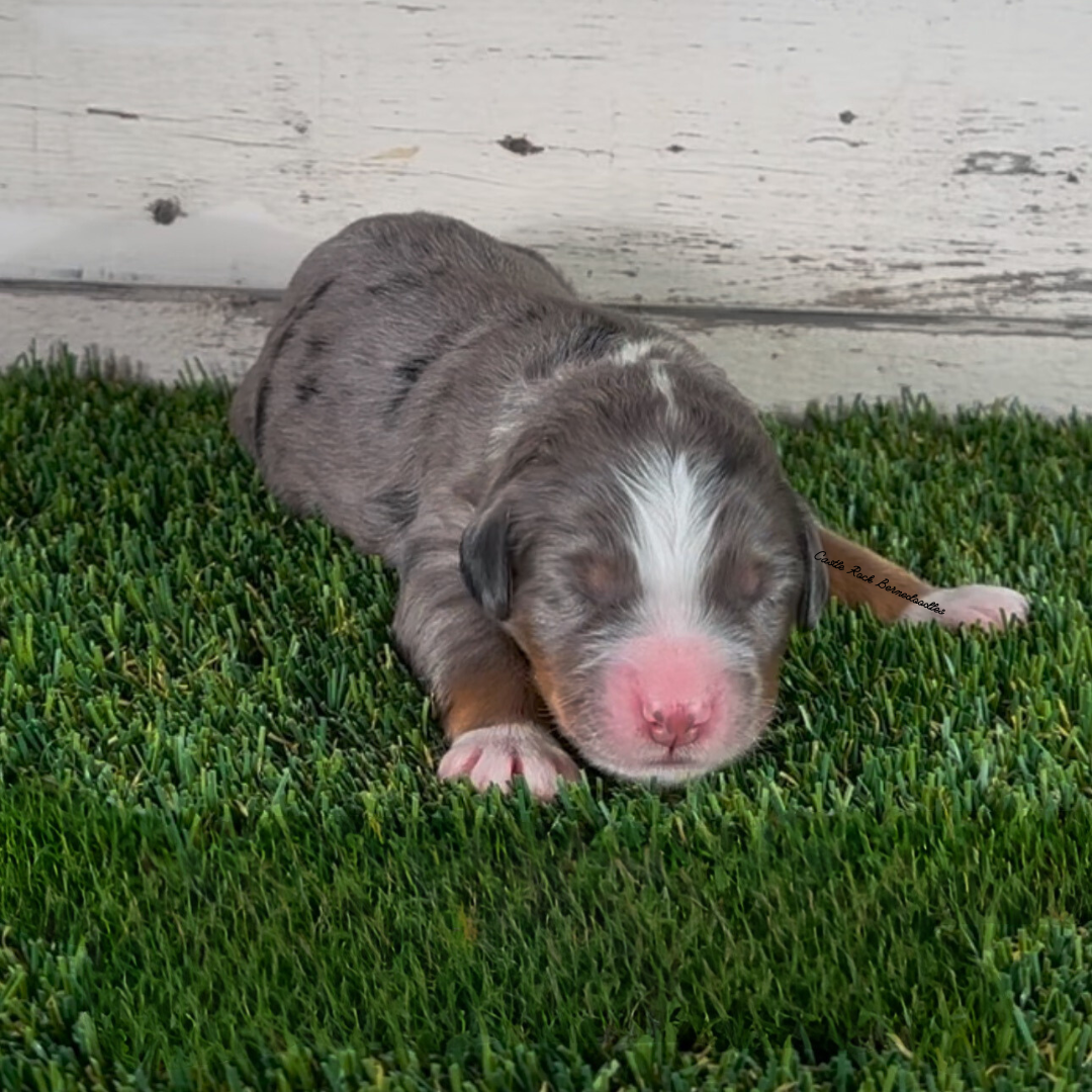 Hadley (Female, F1 Mini Blue Merle) - FOUND A NEW HOME