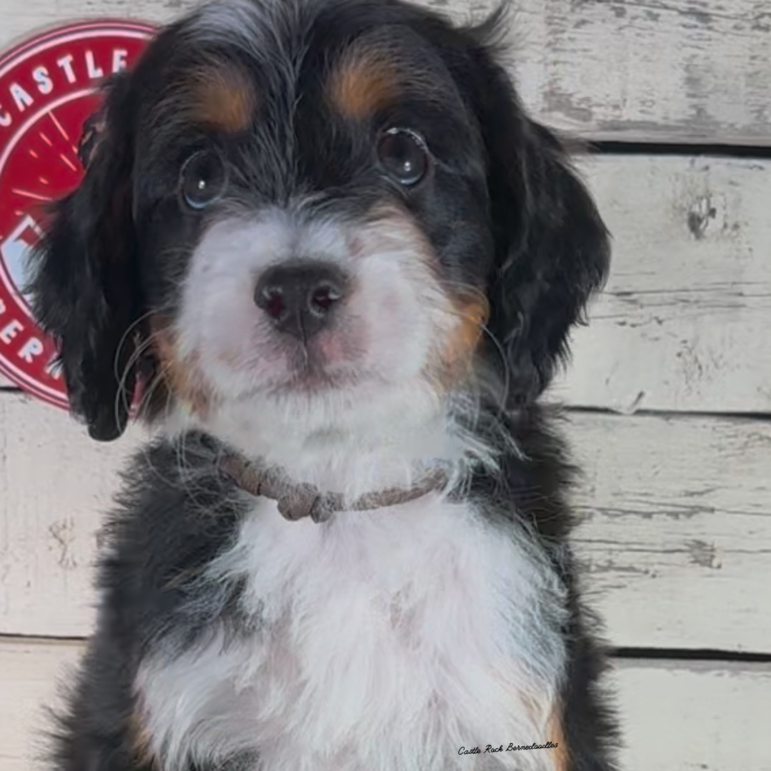 Hank (Male, F1 Mini Bernedoodle) - FOUND A NEW HOME