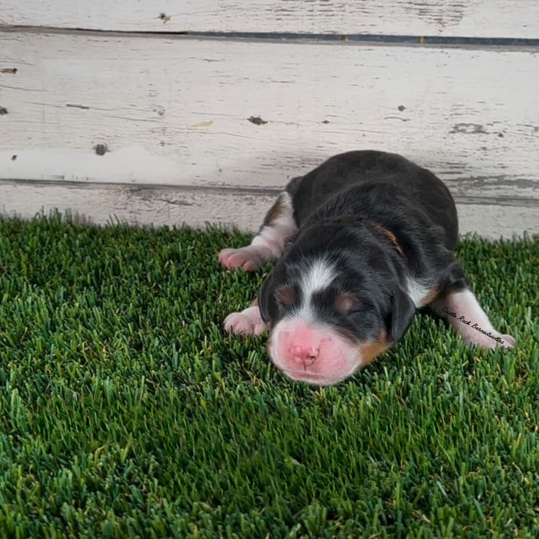 Hank (Male, F1 Mini Bernedoodle) - FOUND A NEW HOME