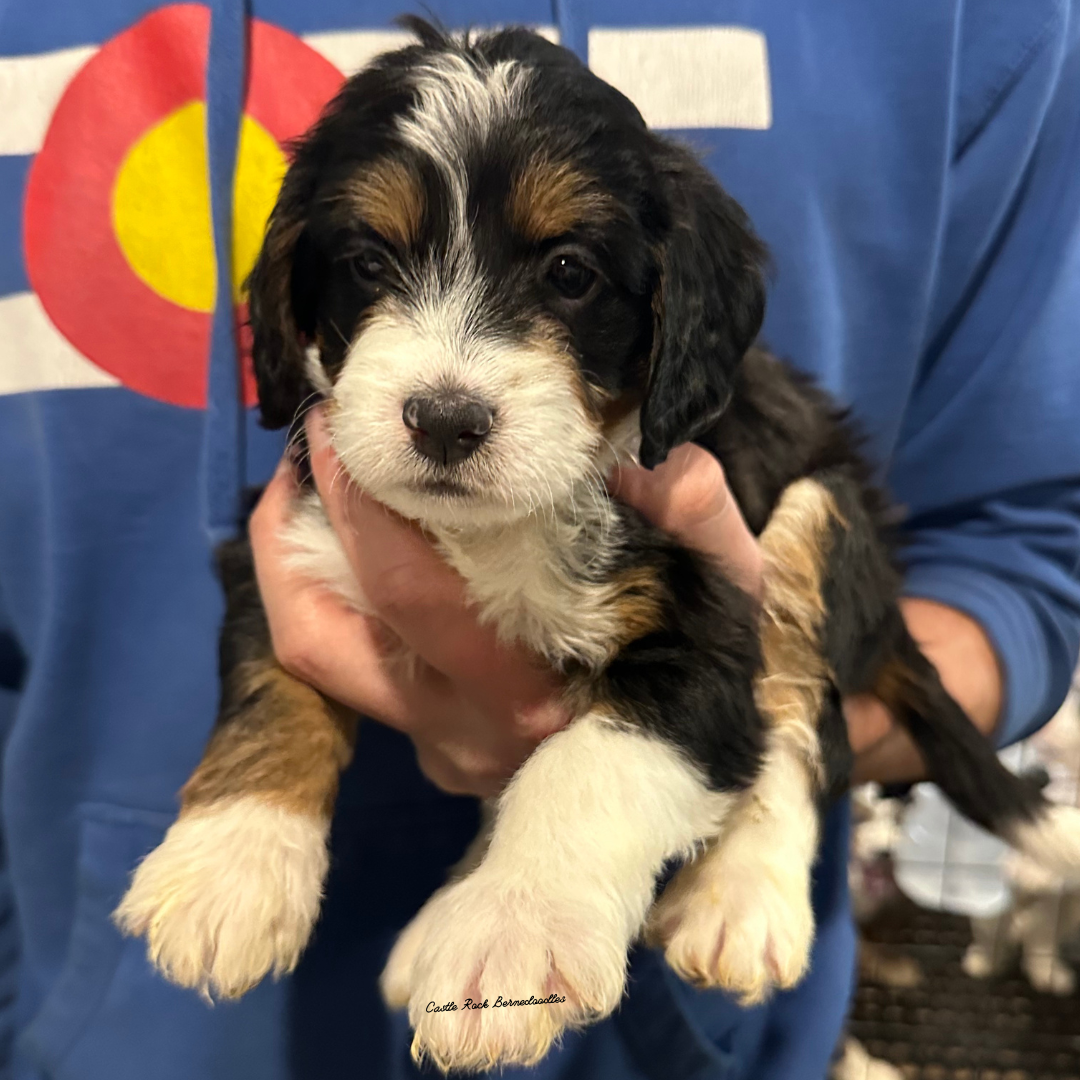 Hank (Male, F1 Mini Bernedoodle) - FOUND A NEW HOME