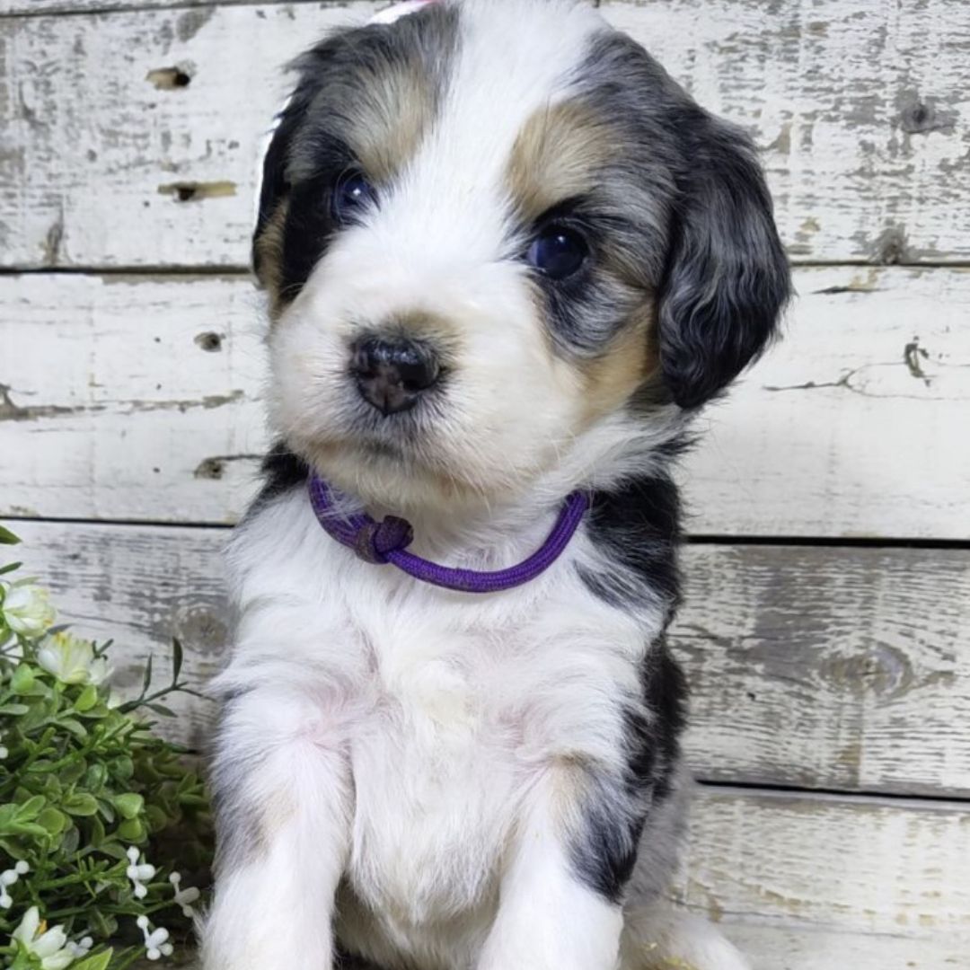 Happy (Female, F1 Mini Bernedoodle)