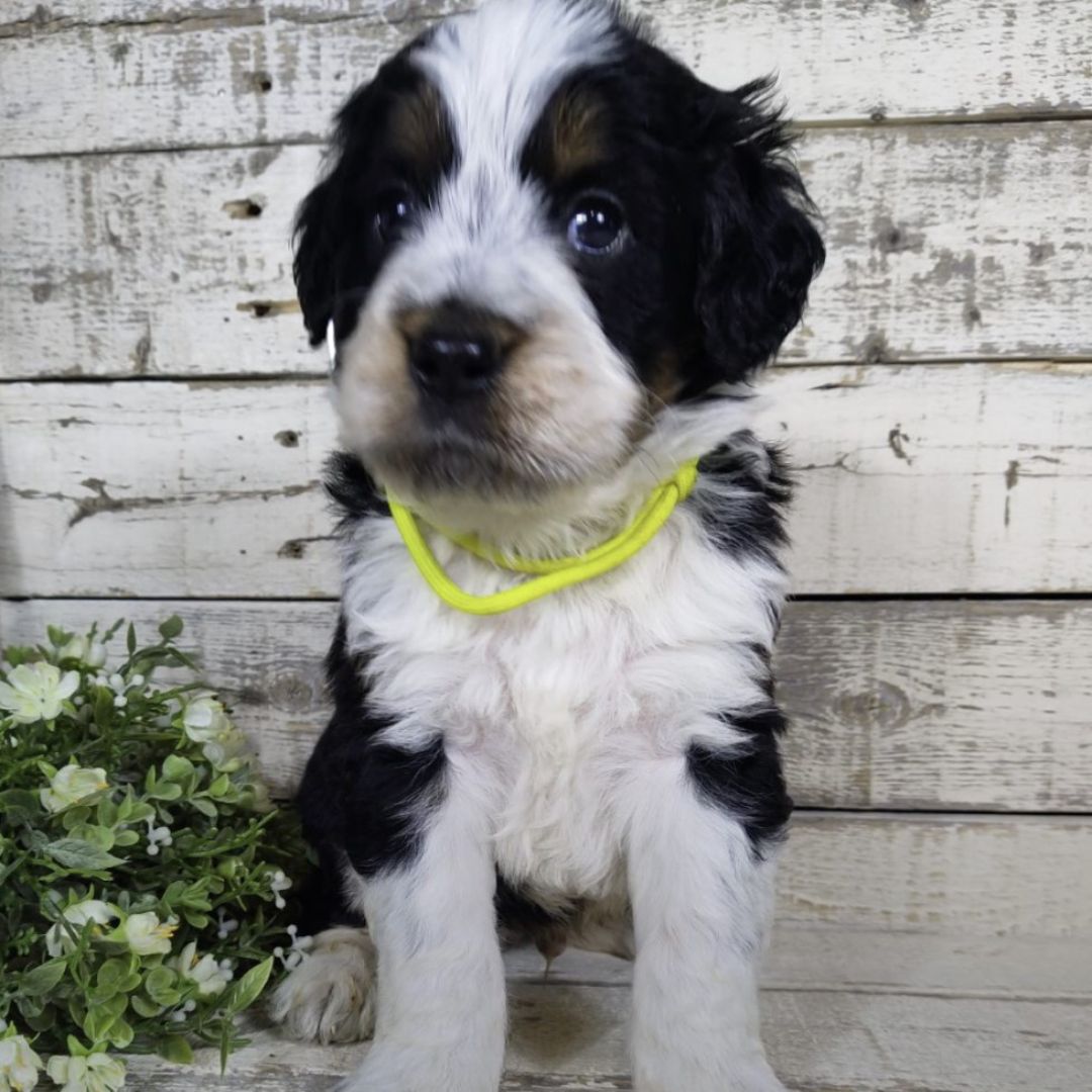 Harley (Male, F1 Mini Bernedoodle)