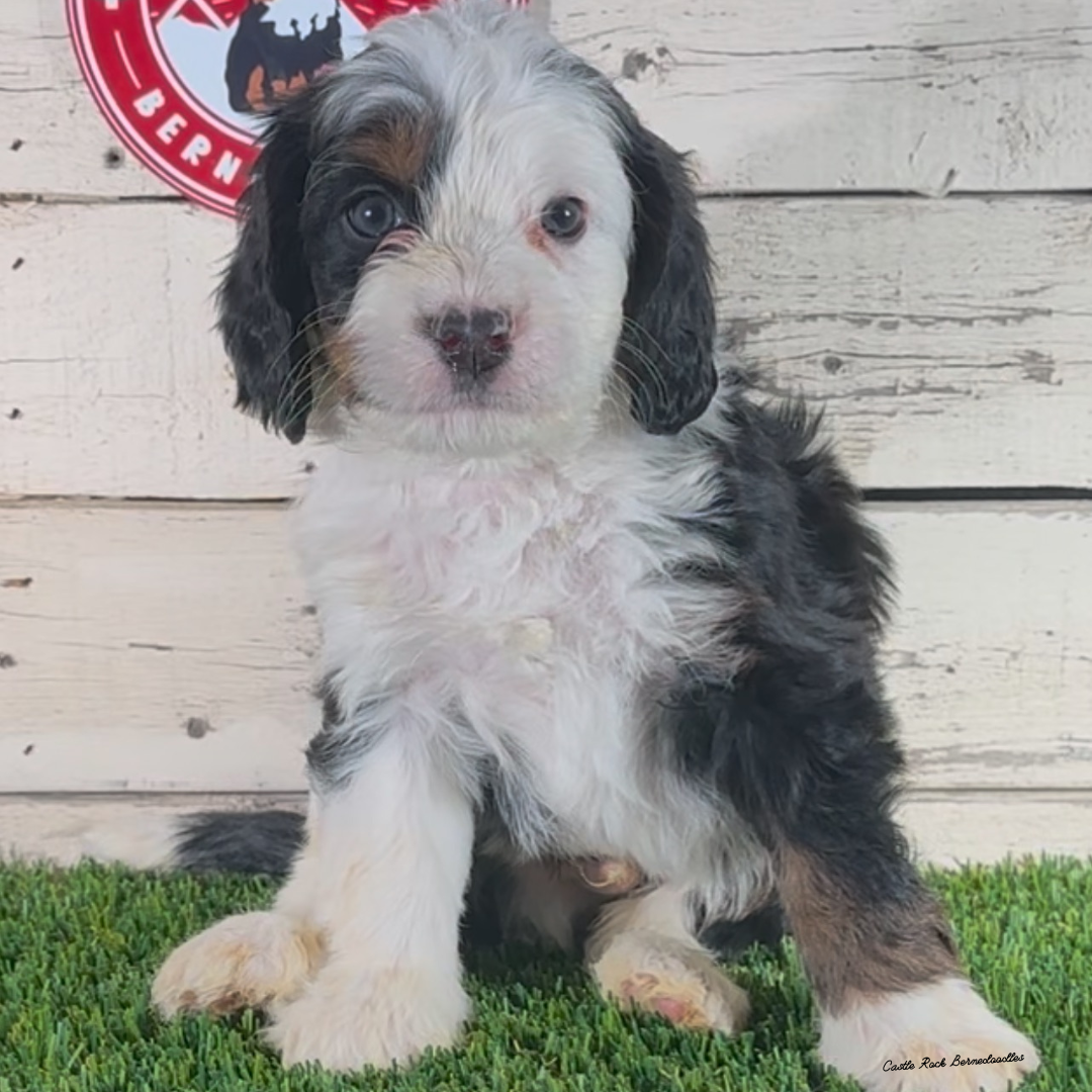 Harper (Male, F1 Mini Bernedoodle) - FOUND A NEW HOME
