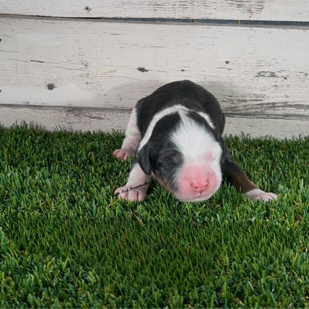 Harper (Male, F1 Mini Bernedoodle) - FOUND A NEW HOME