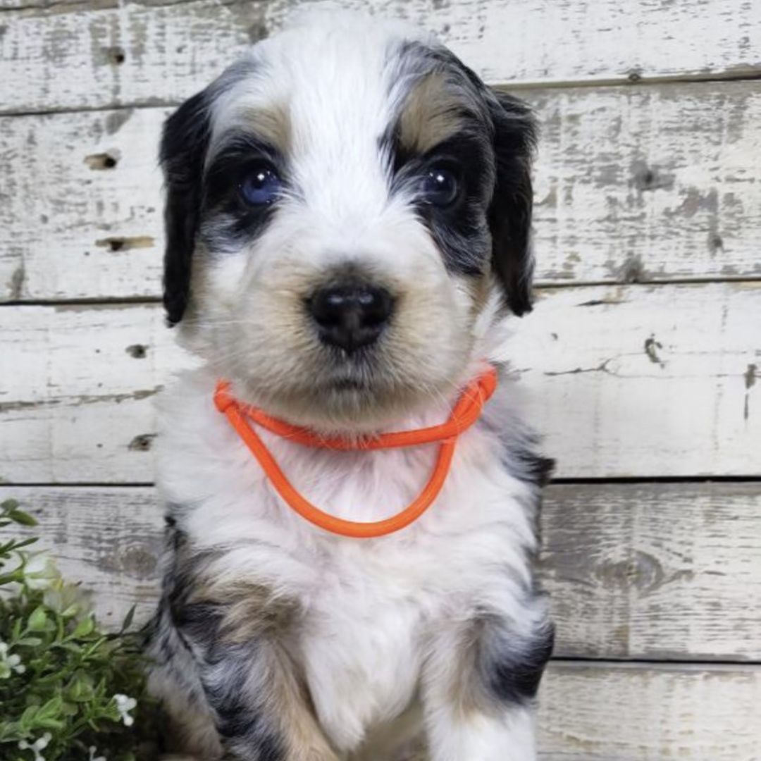 Harrison (Male, F1 Mini Bernedoodle)