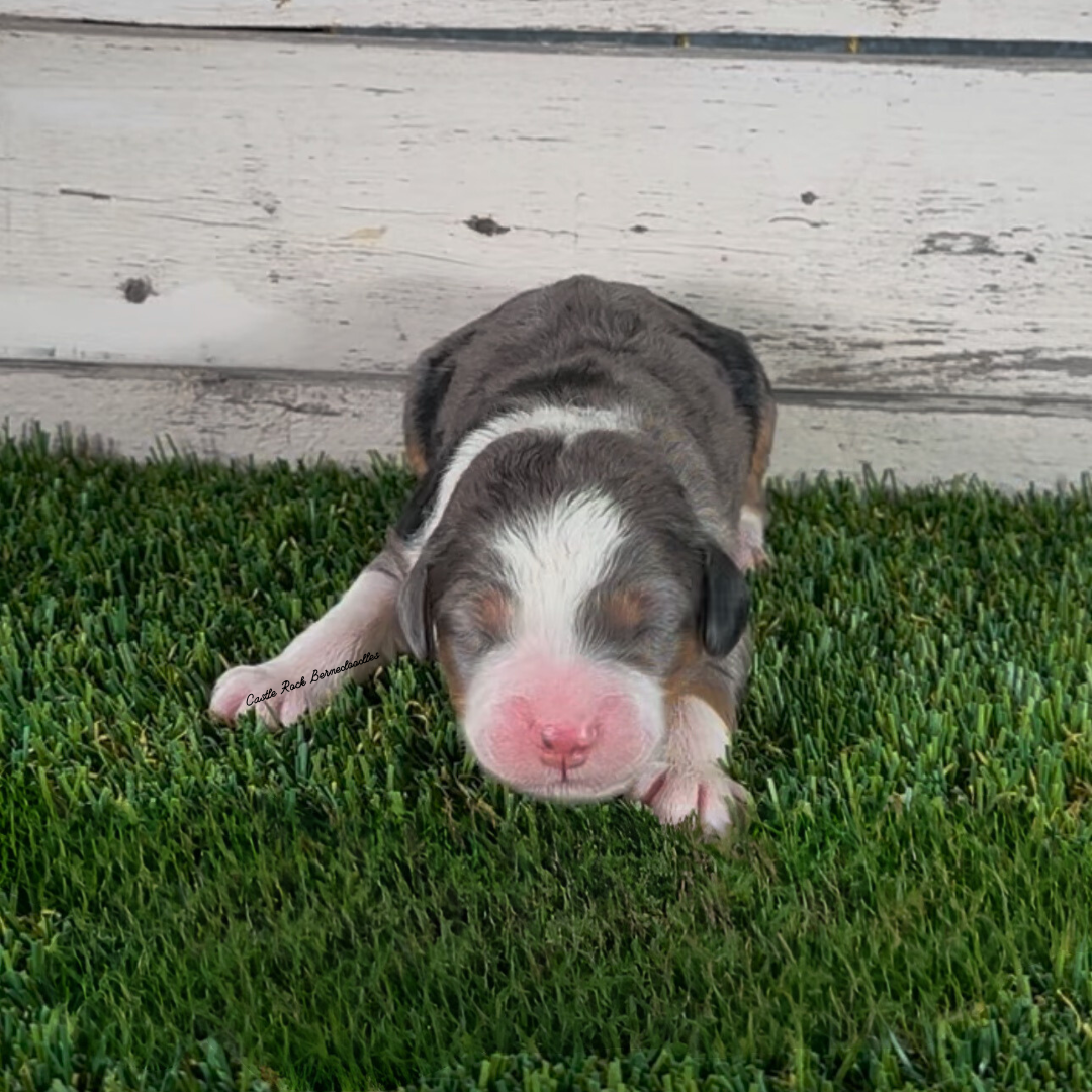 Haven (Female, F1 Mini Blue Merle) - FOUND A NEW HOME