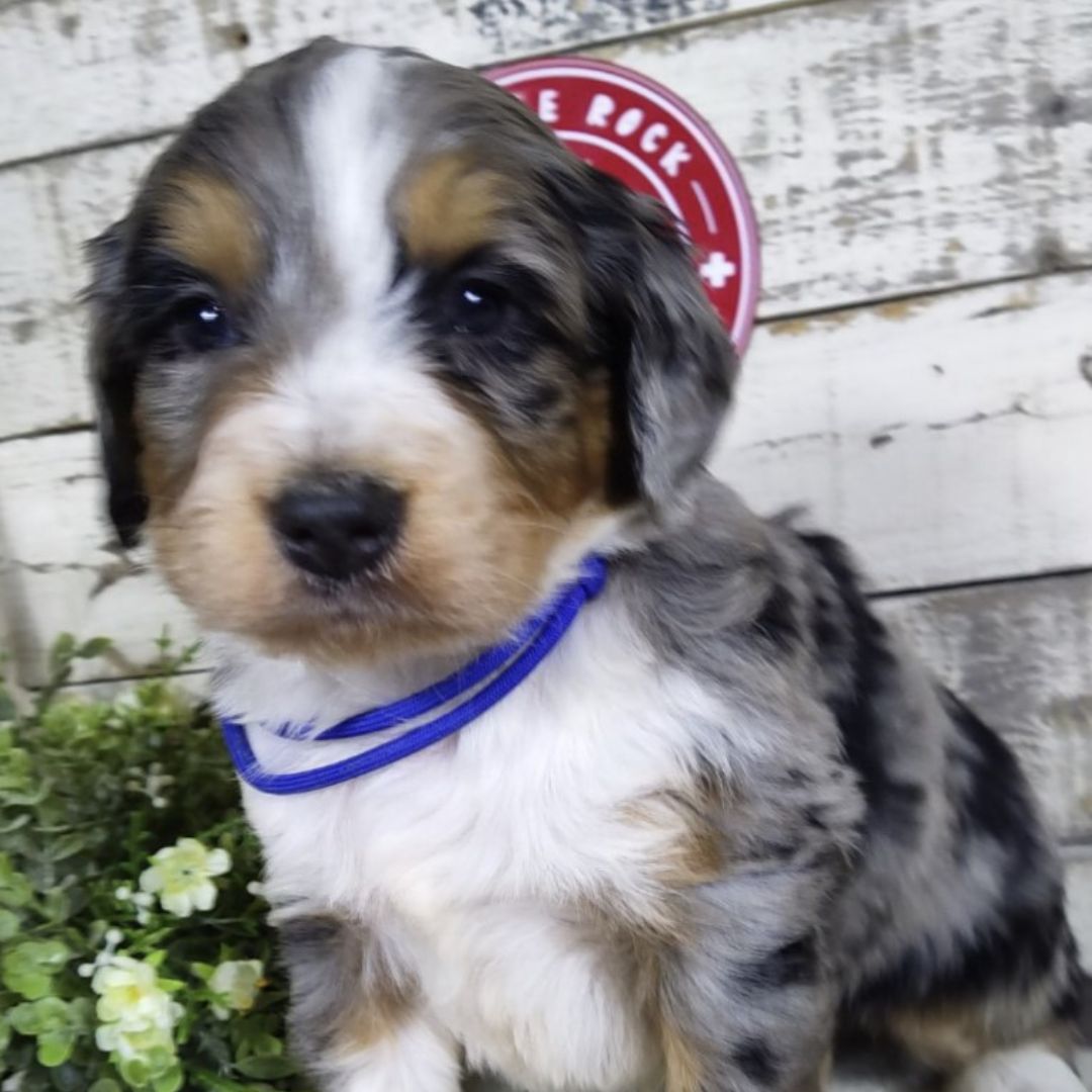 Hayden (Male, F1 Mini Bernedoodle)