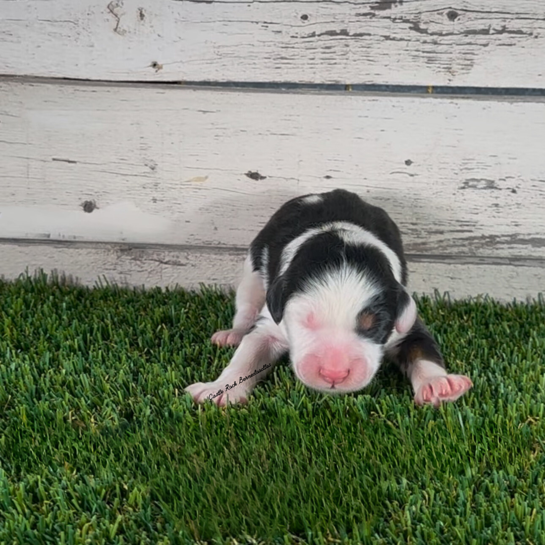 Hazel (Female, F1 Mini Bernedoodle) - FOUND A NEW HOME