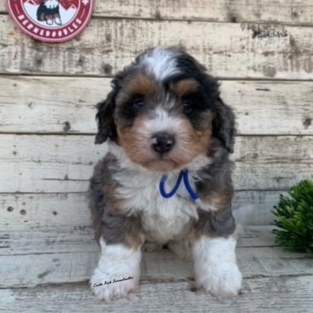 Hazel (Female, F1 Mini Blue Merle) - FOUND A NEW HOME