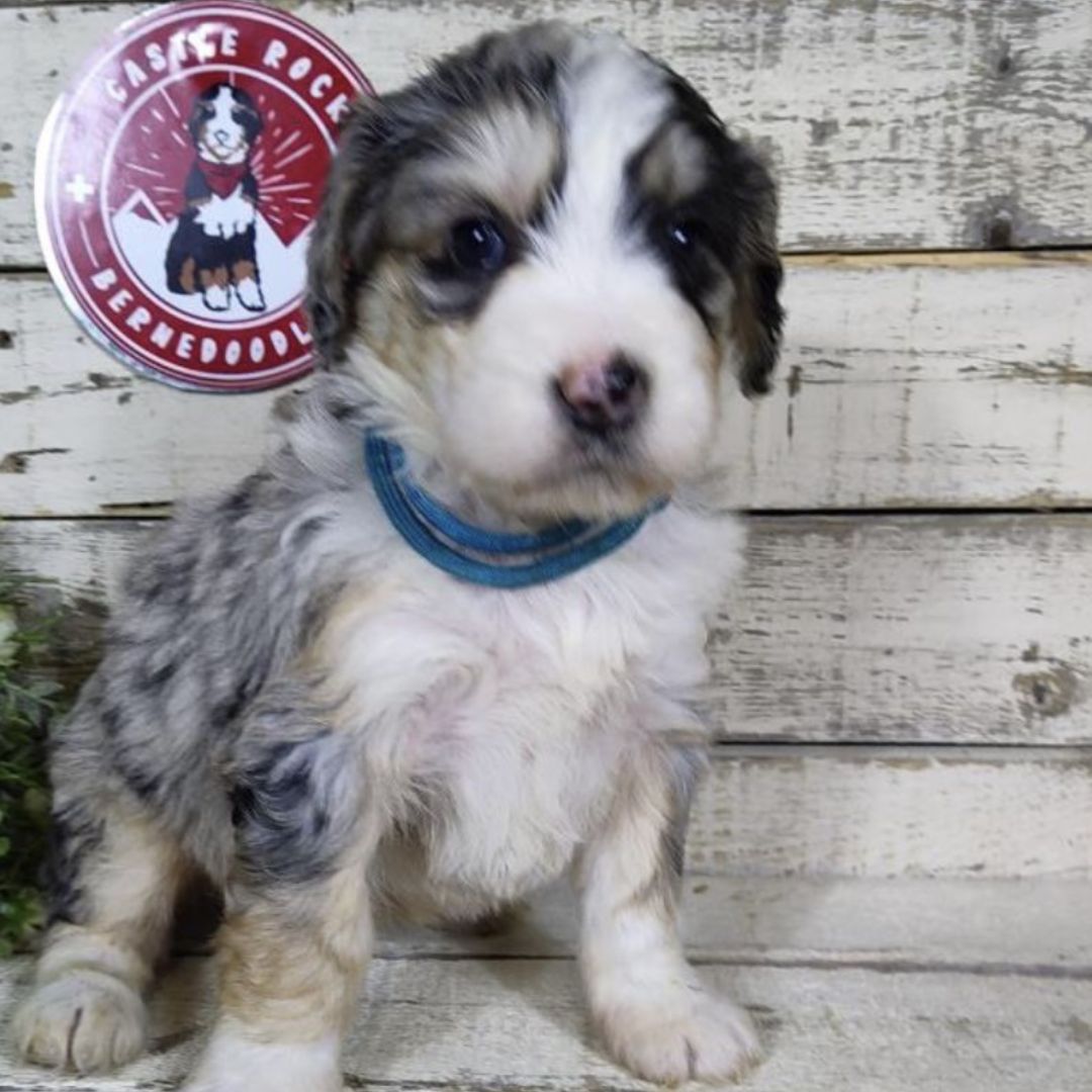 Hazel (Female, F1 Mini Bernedoodle)