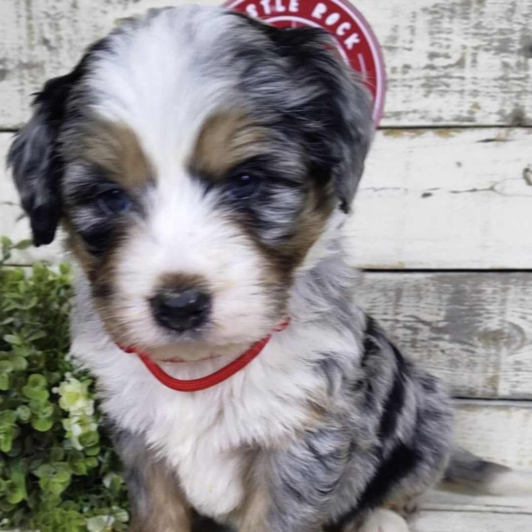 Heath (Male, F1 Mini Bernedoodle)