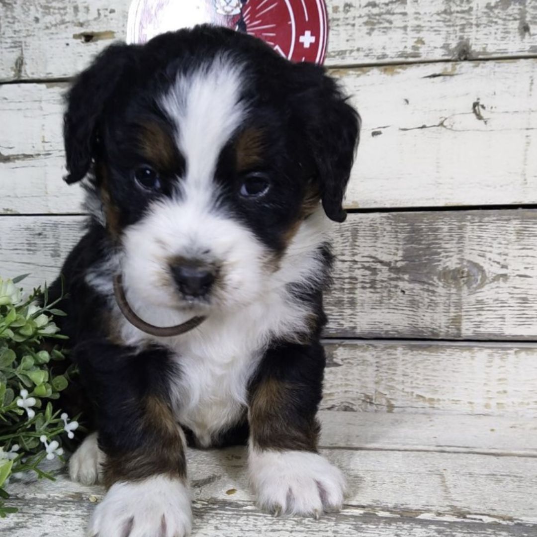 Heather (Female, F1 Mini Bernedoodle)