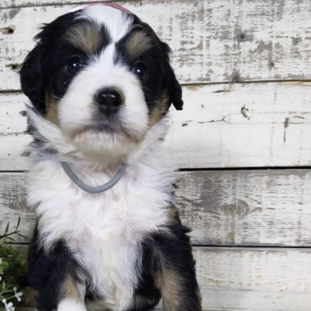 Heidi (Female, F1 Mini Bernedoodle)