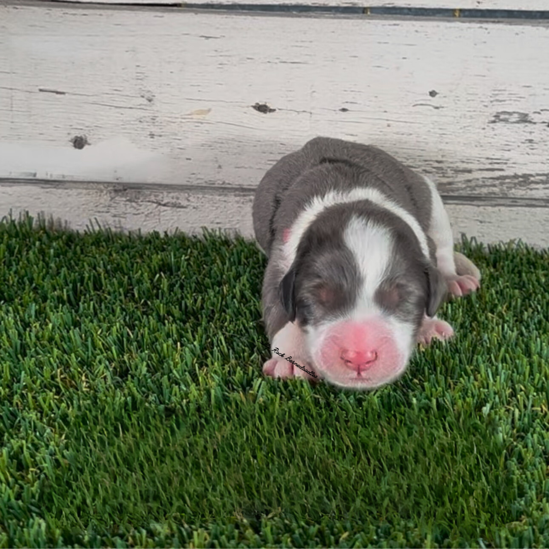 Henry (Male, F1 Mini Blue Merle) - FOUND A NEW HOME