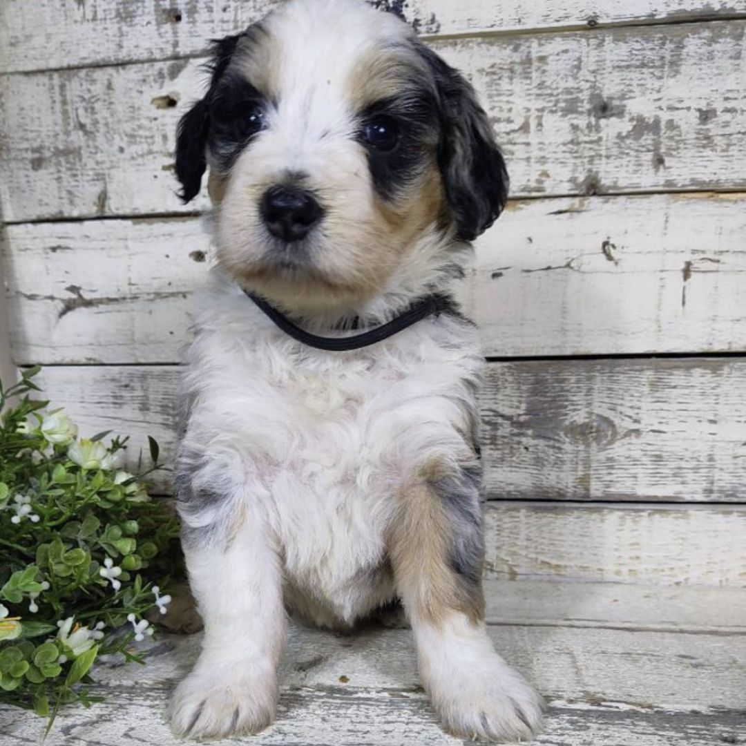 Hetti (Female, F1 Mini Bernedoodle)
