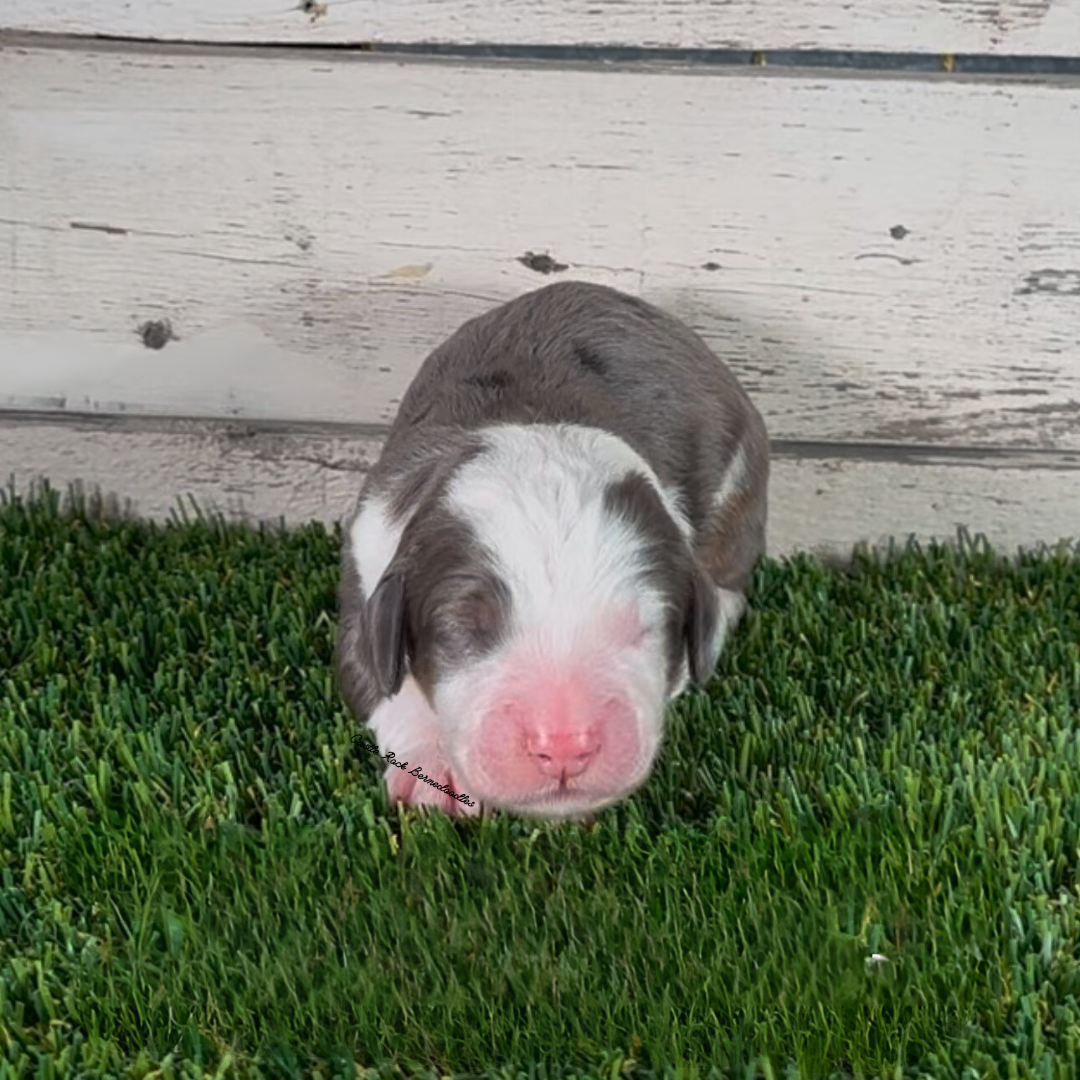 Holden (Male, F1 Mini Blue Merle) - FOUND A NEW HOME