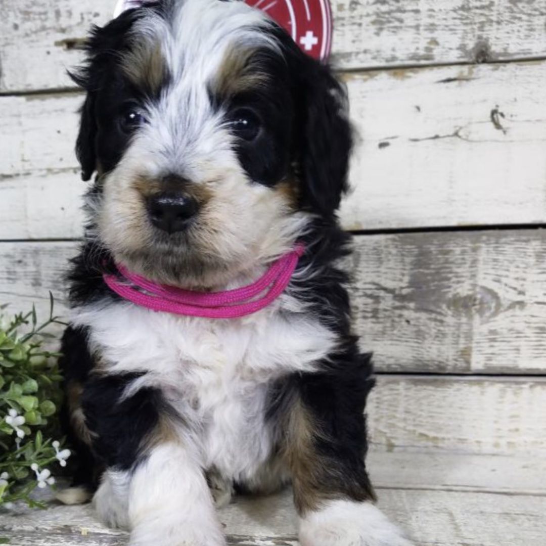 Honey (Female, F1 Mini Bernedoodle)