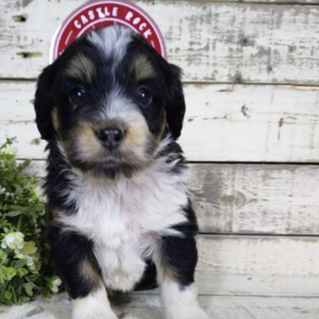 Hope (Female, F1 Mini Bernedoodle)