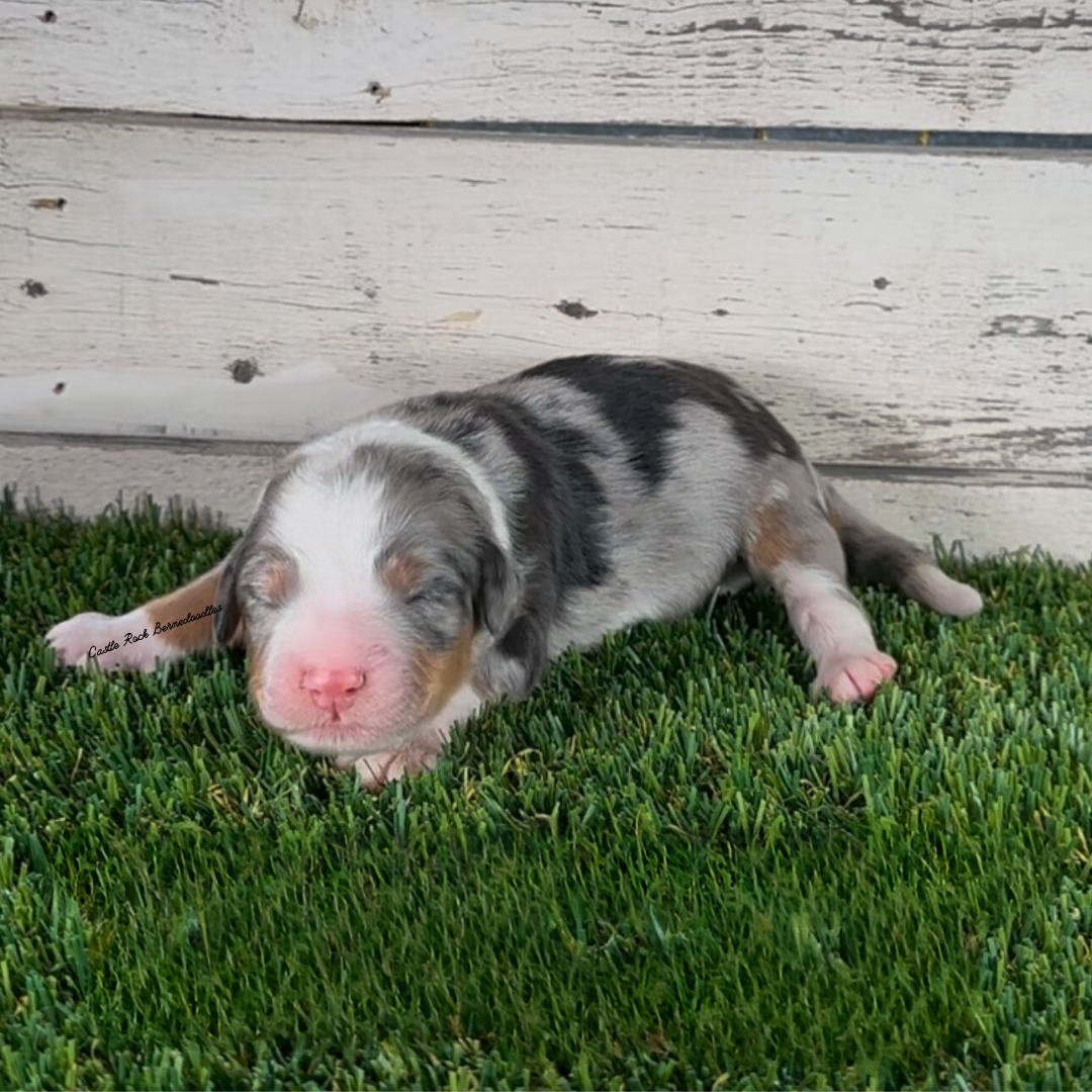 Hudson (Male, F1 Mini Blue Merle) - FOUND A NEW HOME