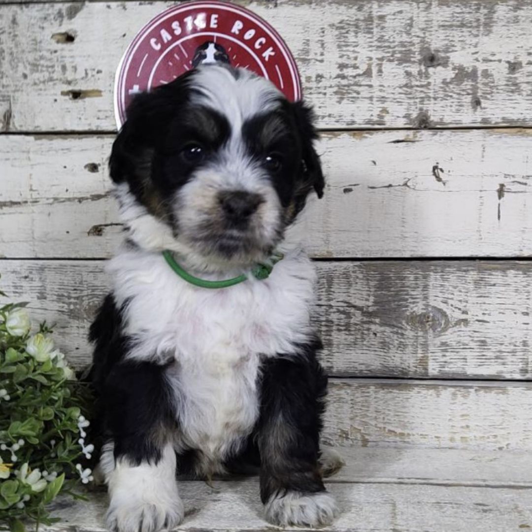 Hudson (Male, F1 Mini Bernedoodle)