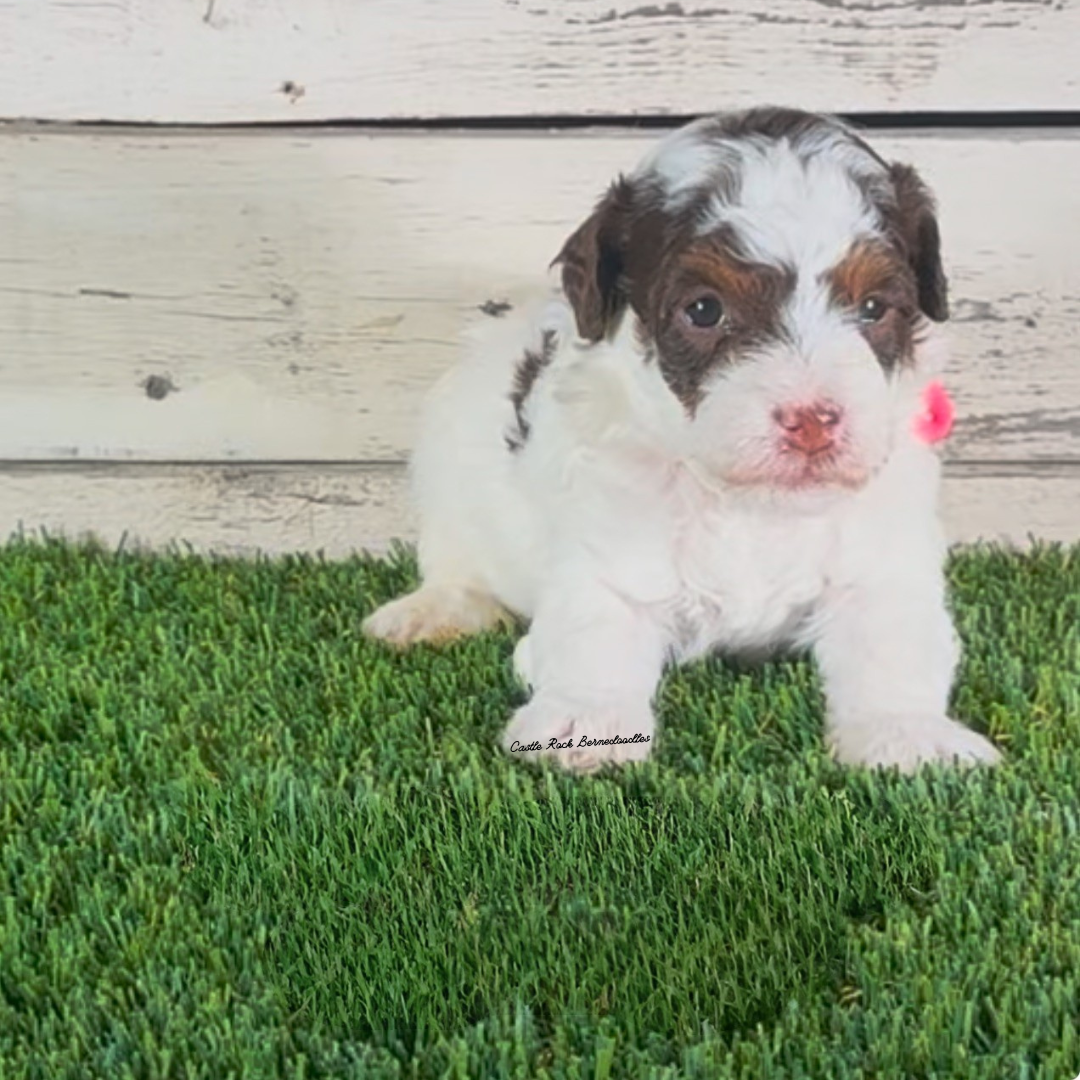 Ian (Male, F1b Micro Bernedoodle) - FOUND A NEW HOME