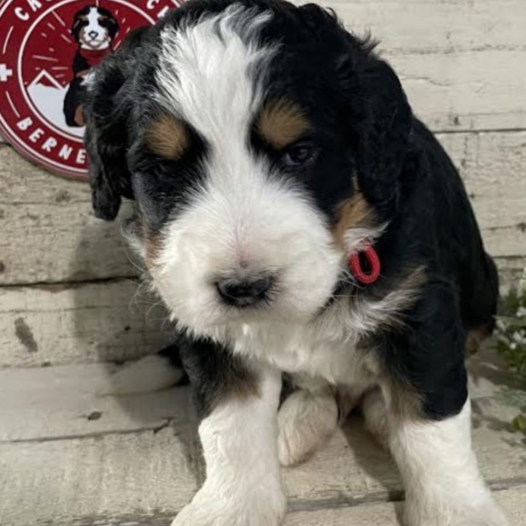 Ian (Male, F1 Major Bernedoodle)