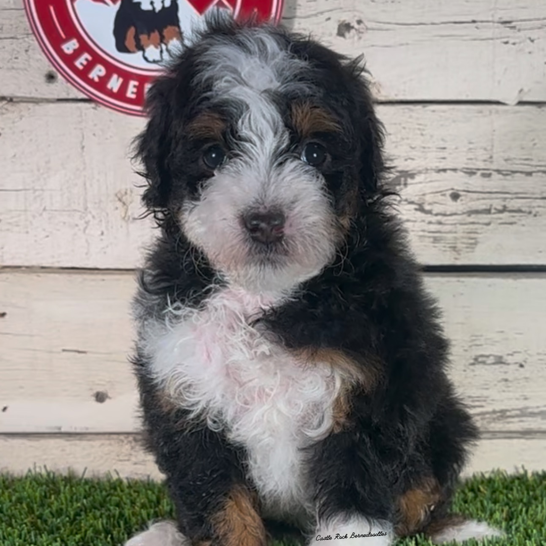 Idris (Male, F1b Micro Bernedoodle) - FOUND A NEW HOME