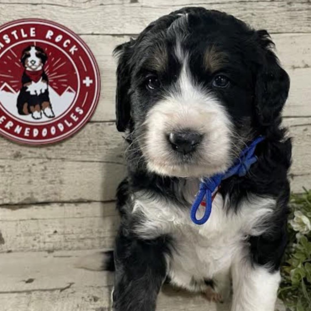 Ike (Male, F1 Major Bernedoodle)
