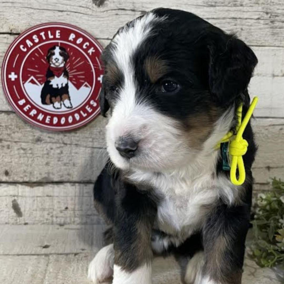 Imogen (Female, F1 Major Bernedoodle)