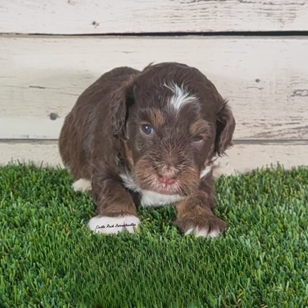 Indy (Male, F1b Micro Bernedoodle) - FOUND A NEW HOME