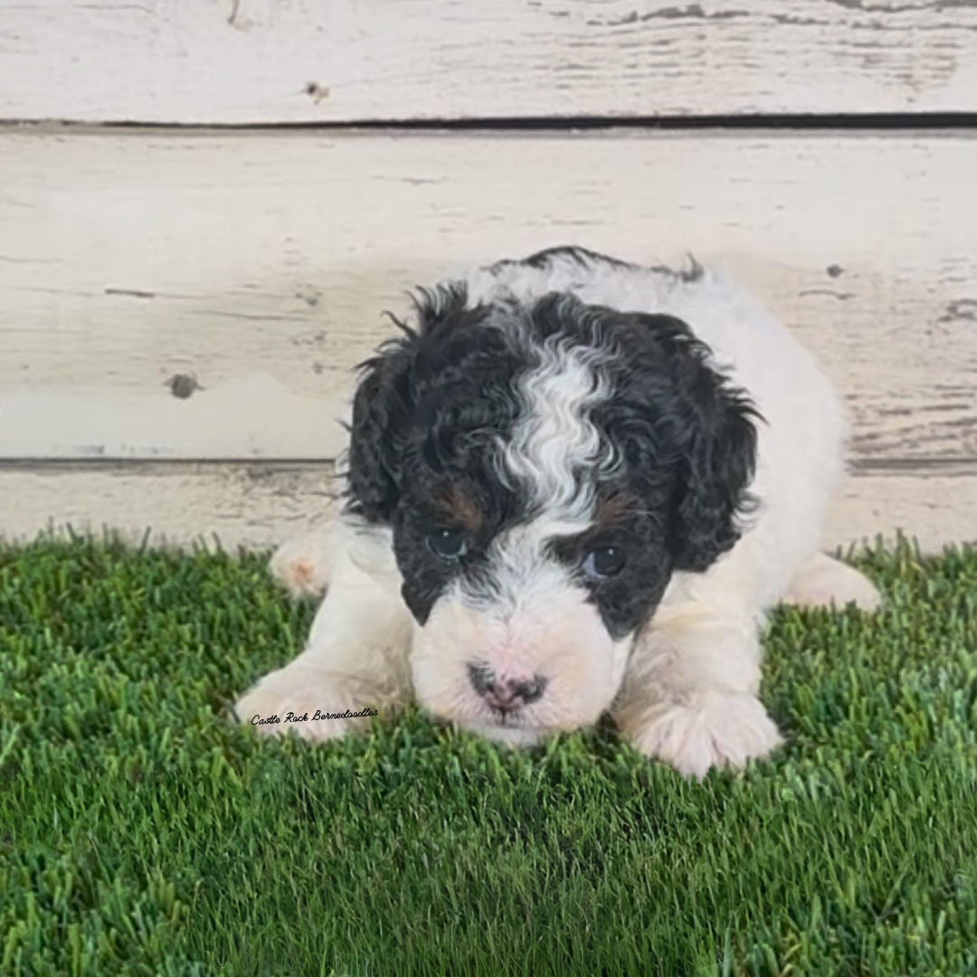 Ingrid (Female, F1b Micro Bernedoodle) - FOUND A NEW HOME