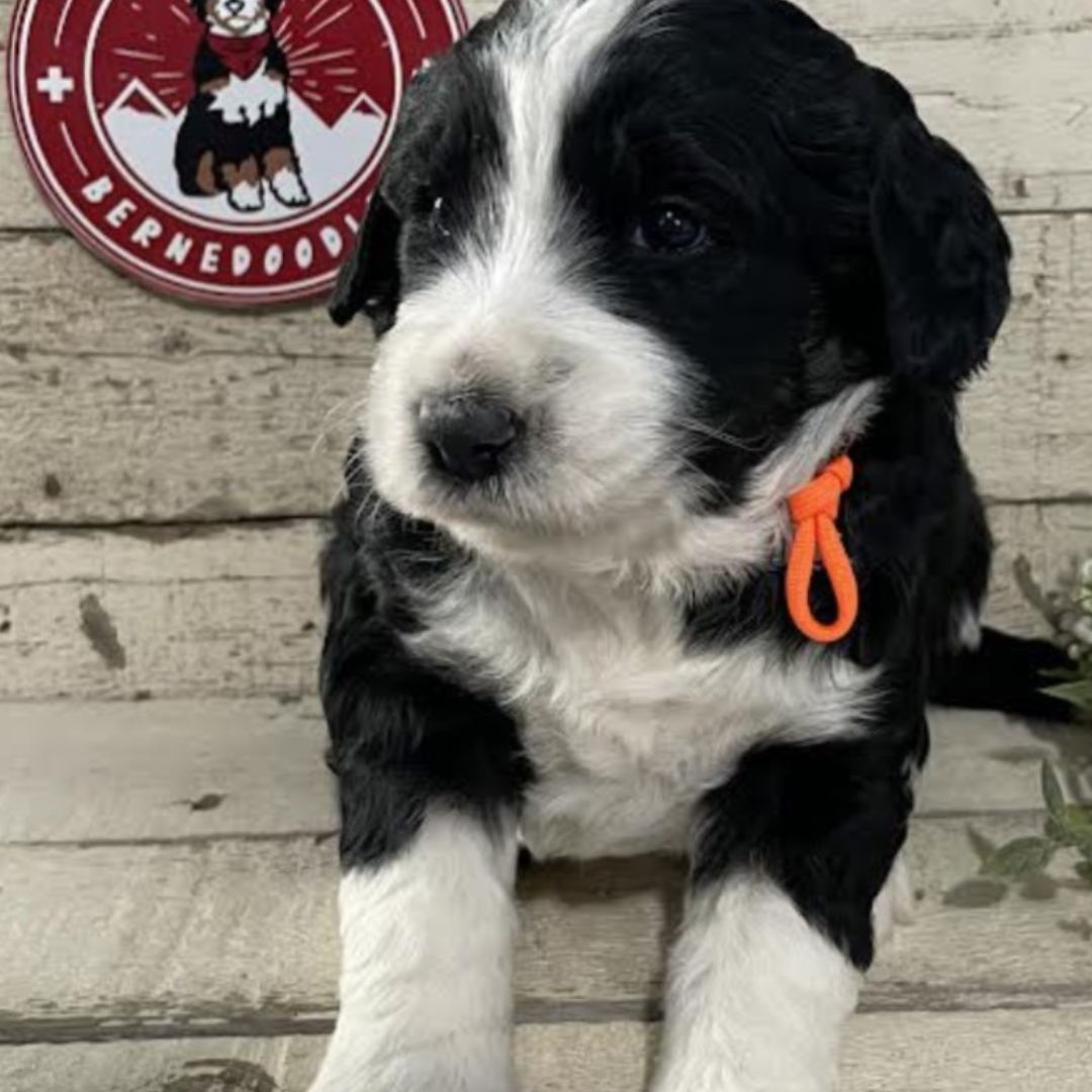 Ingrid (Female, F1 Major Bernedoodle)