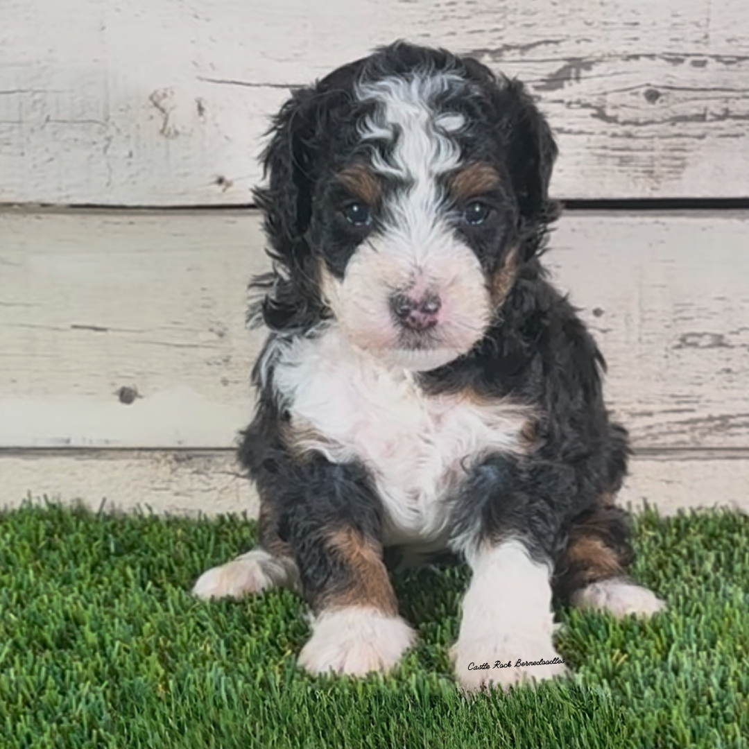 Idris (Male, F1b Micro Bernedoodle) - FOUND A NEW HOME