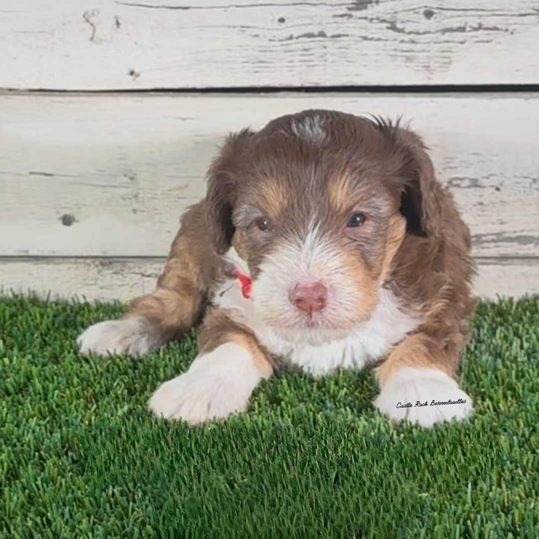 Iris (Female, F1b Micro Bernedoodle) - FOUND A NEW HOME