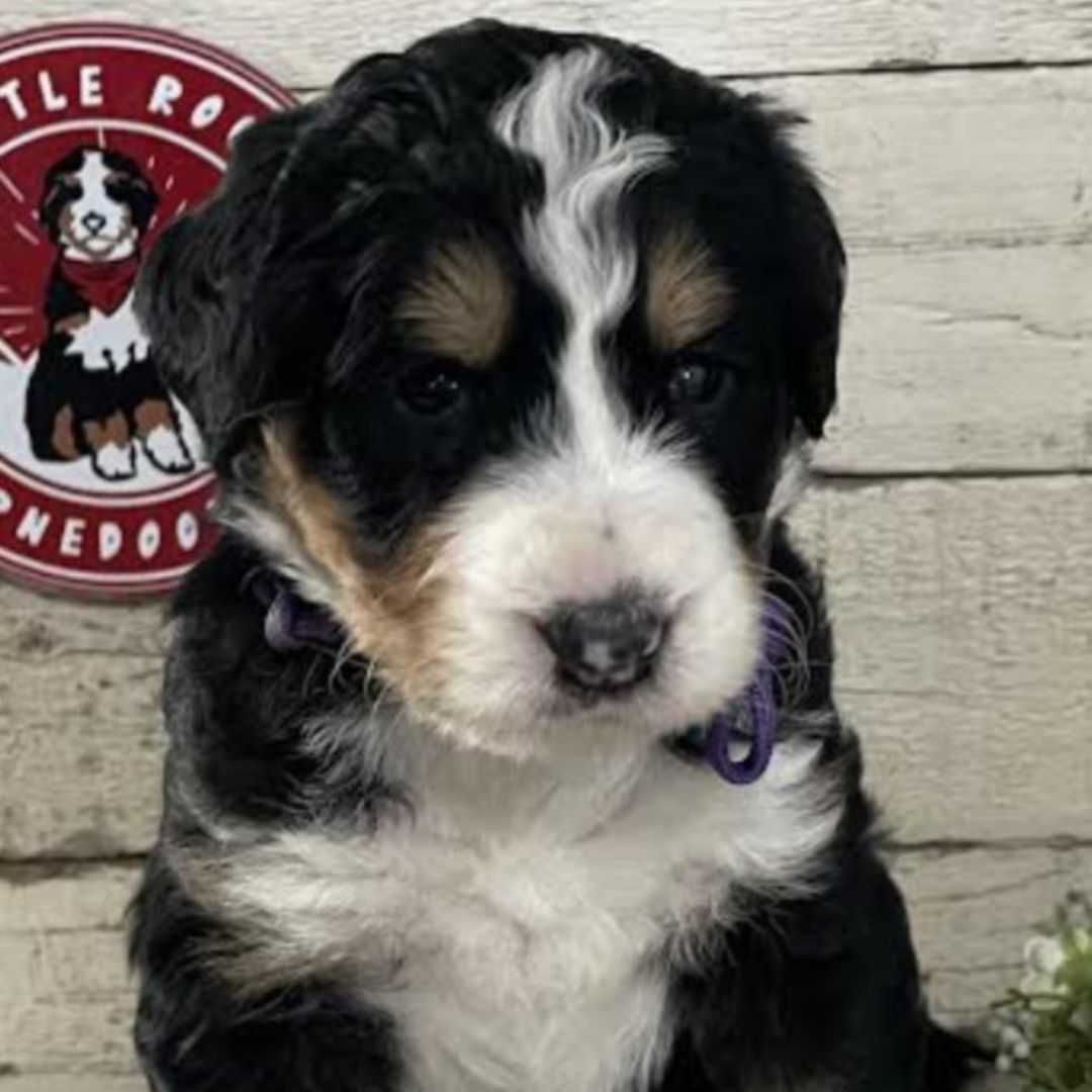 Iris (Female, F1 Major Bernedoodle)