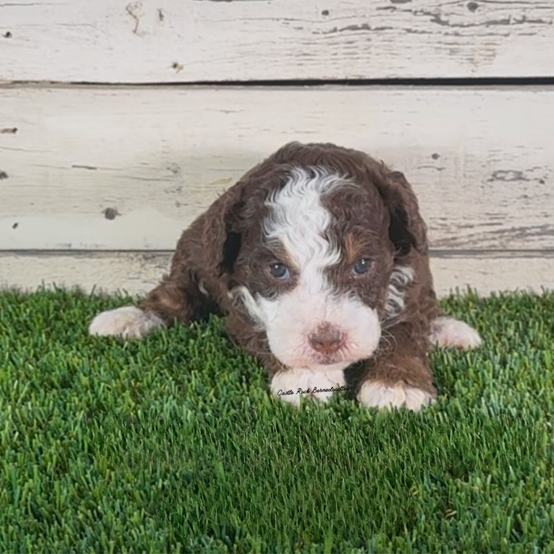 Ivan (Male, F1b Micro Bernedoodle) - FOUND A NEW HOME