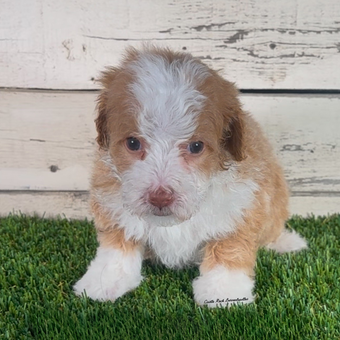 Izzy (Male, F1b Micro Bernedoodle) - FOUND A NEW HOME
