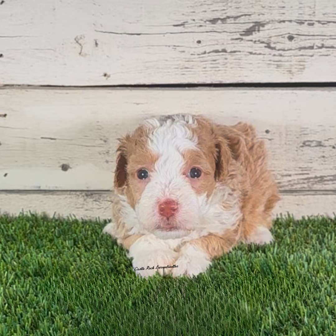 Izzy (Male, F1b Micro Bernedoodle) - FOUND A NEW HOME