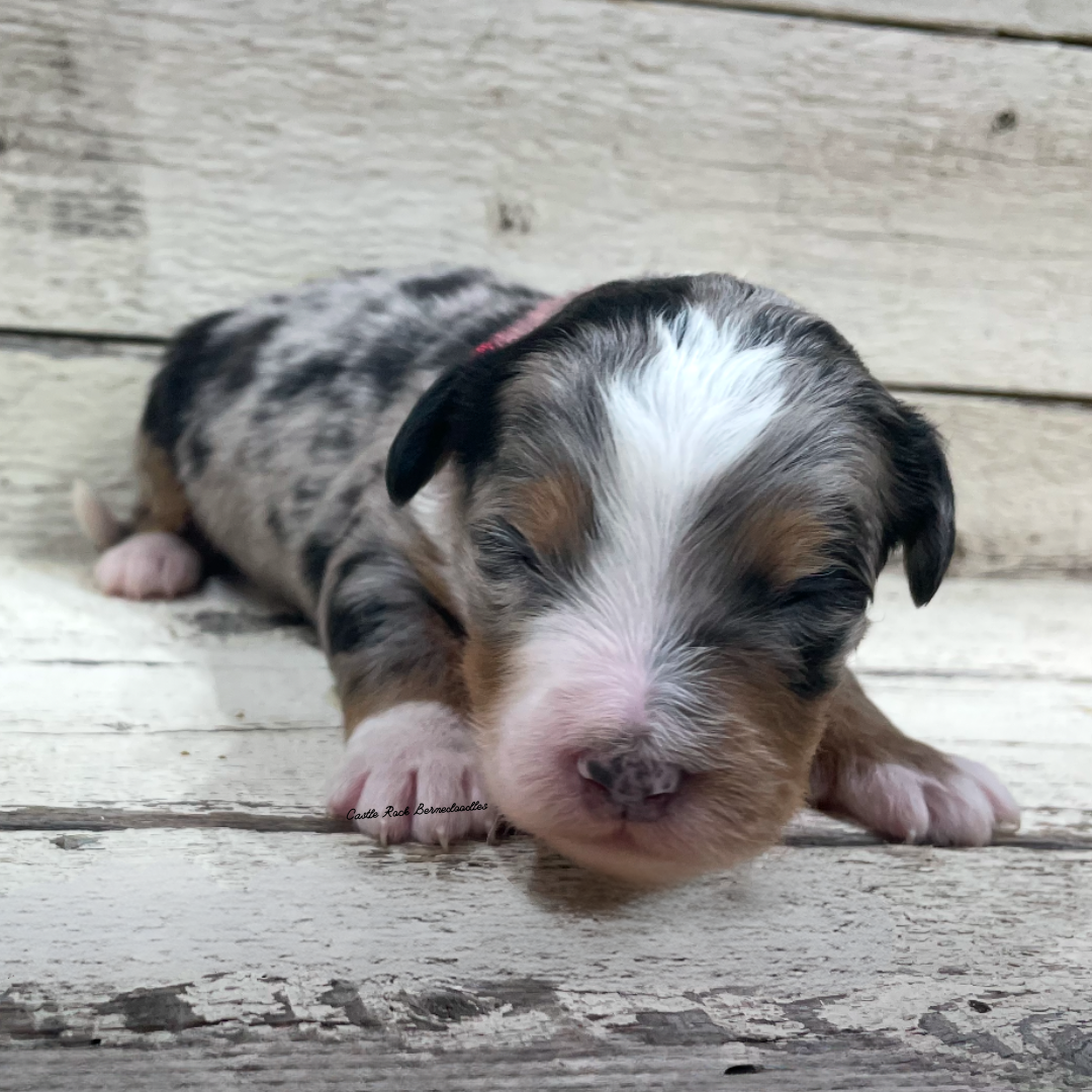 Jack (Male, F1 Mini Blue Merle) - FOUND A NEW HOME