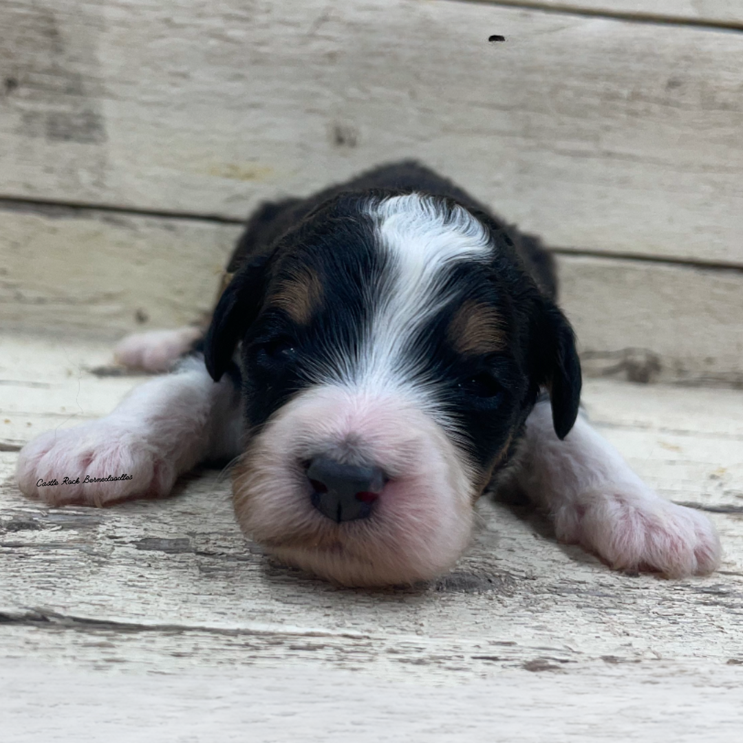 Jackie (Female, F1 Mini Bernedoodle) - FOUND A NEW HOME