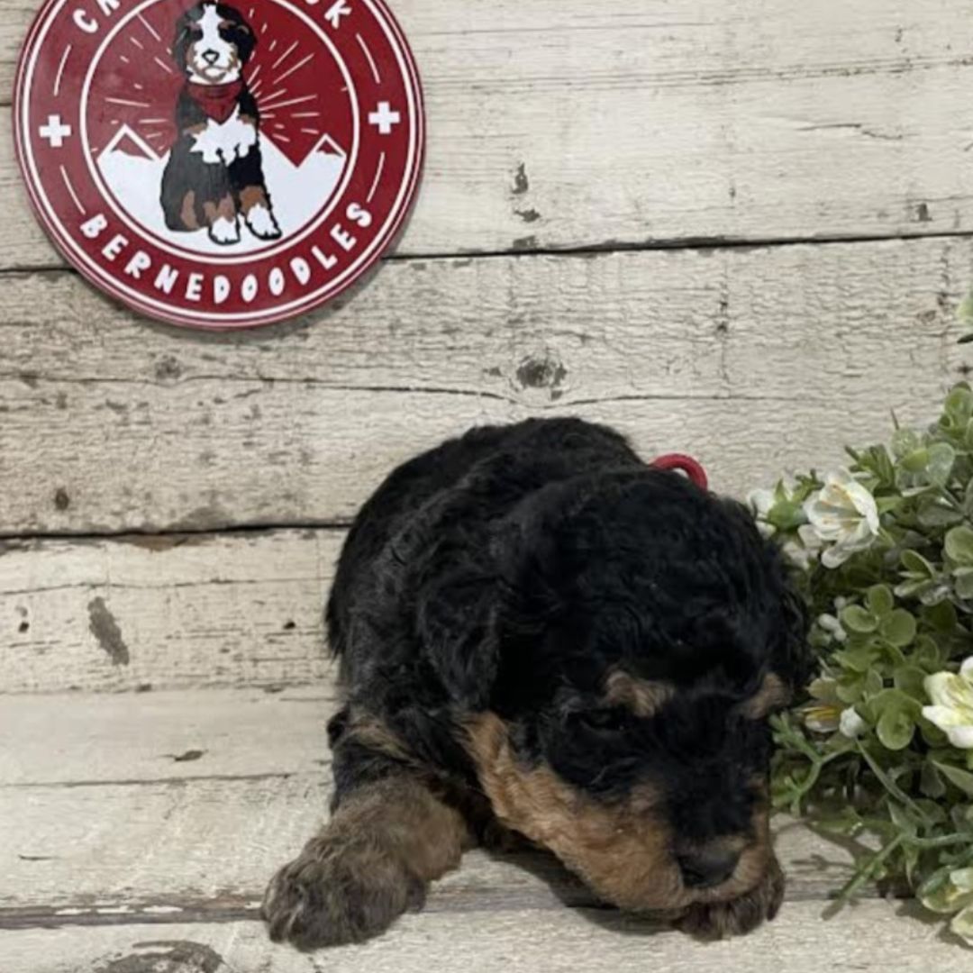 Jade (Female, F1b Micro Bernedoodle)
