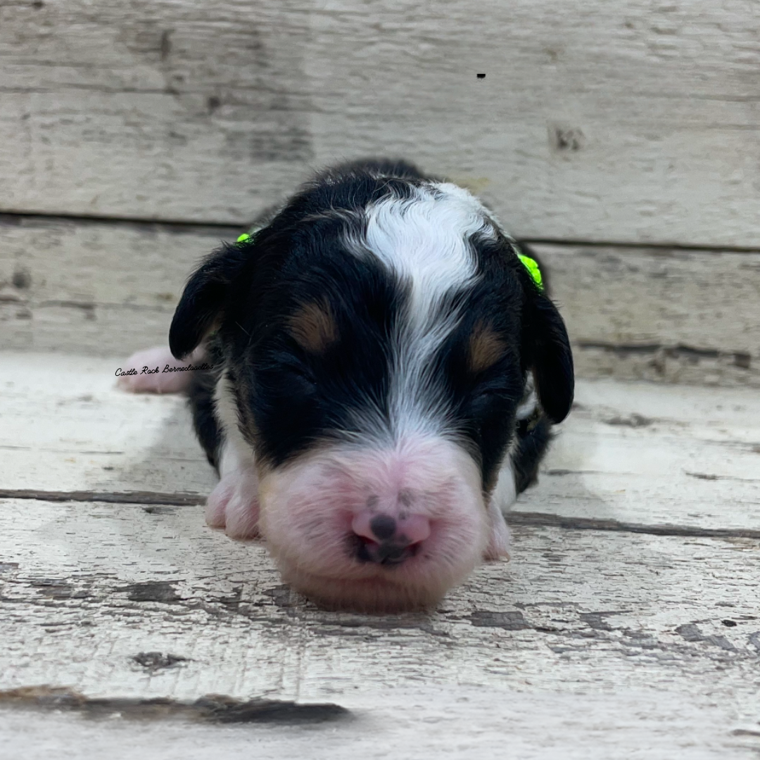 James (Male, F1 Mini Bernedoodle) - FOUND A NEW HOME