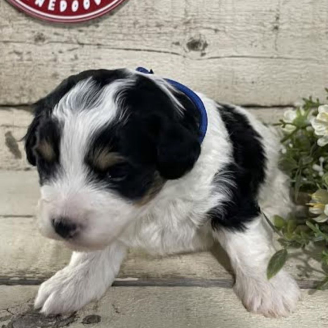 Jasper (Male, F1b Micro Bernedoodle)
