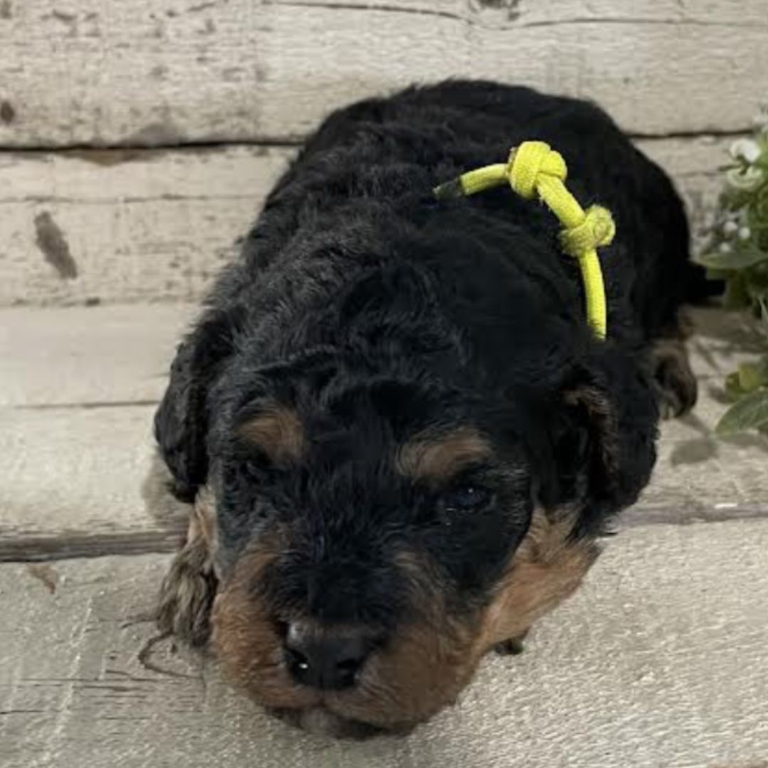 Jax (Male, F1b Micro Bernedoodle)