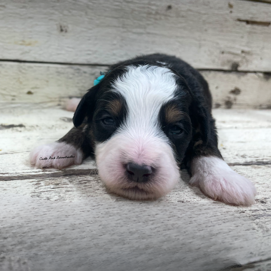Jaxon (Male, F1 Mini Bernedoodle) - FOUND A NEW HOME