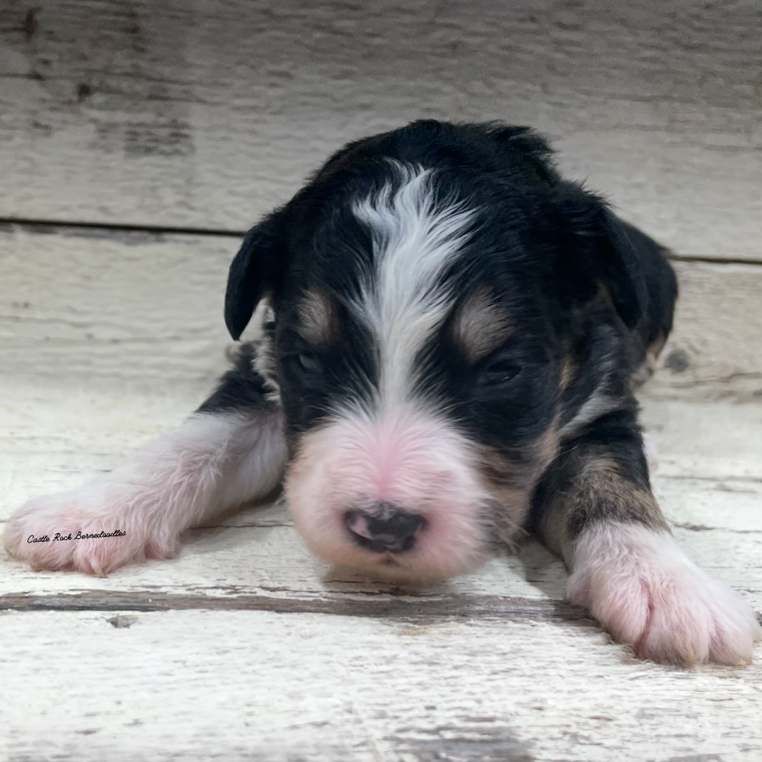 Jess (Female, F1 Mini Bernedoodle) - FOUND A NEW HOME