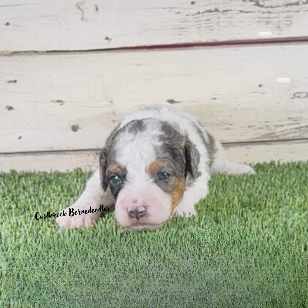 Jett (Male, F1b Micro Bernedoodle) - RESERVED